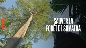 Save the Sumatran Forest's poster