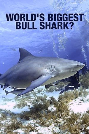 World's Biggest Bull Shark?'s poster