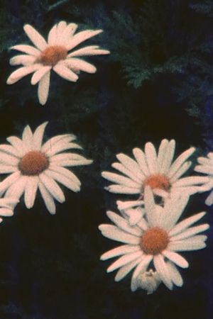 Offering's poster