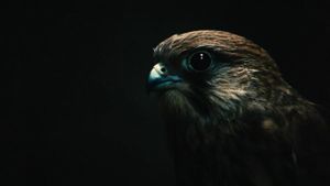 Kes's poster