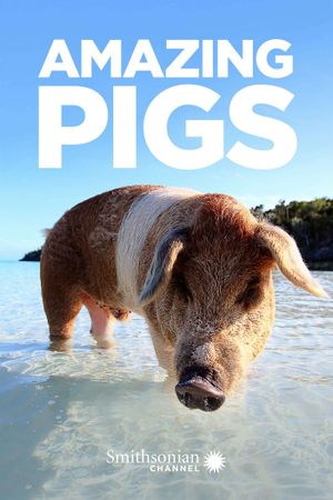 Amazing Pigs's poster