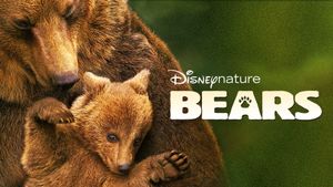 Bears's poster