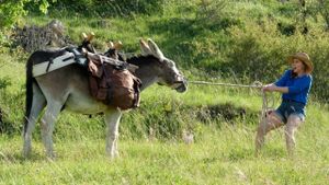 My Donkey, My Lover & I's poster