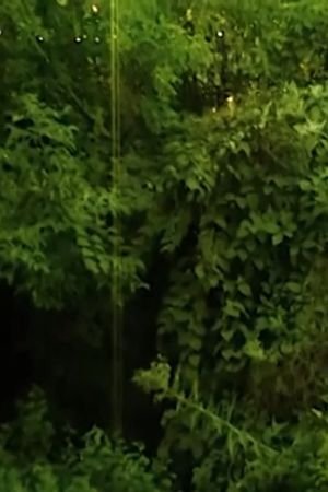 I love the sound cicadas make.'s poster