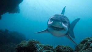 Deep Blue Sea 3's poster