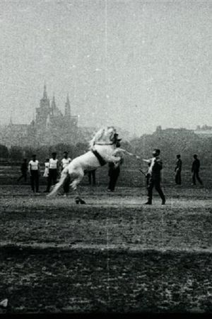 Vaulting of the Prague Sokol Equestrian Section's poster