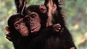 Among the Wild Chimpanzees's poster