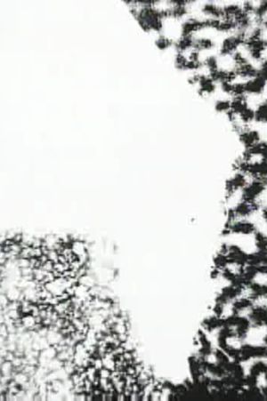 Following the Line of the Web's poster