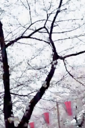 CHERRY BLOSSOMS NAKAMEGURO's poster