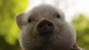 Arlo: The Burping Pig's poster