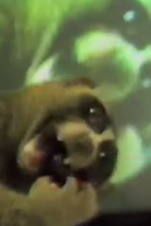 E.T. Watches the T.V.'s poster