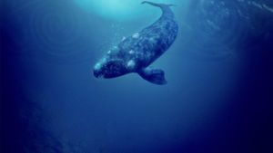 Whale Rider's poster