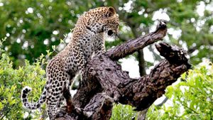 The Magic of the Leopard's poster