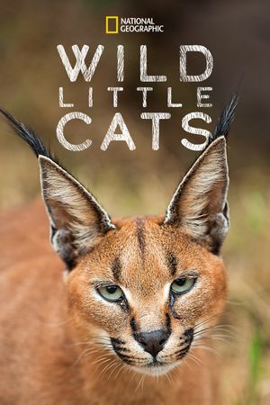 Wild Little Cats's poster