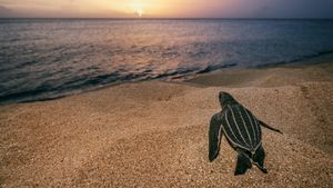 Sea of Hope: America's Underwater Treasures's poster