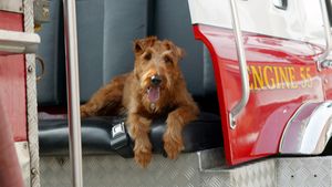 Firehouse Dog's poster
