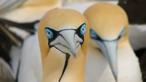 Gannets: The Wrong Side of the Run's poster