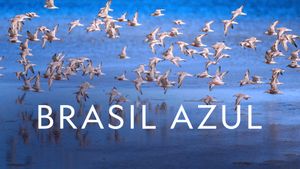Blue Brazil's poster