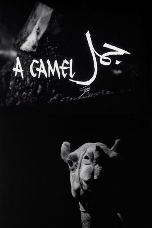 A Camel's poster