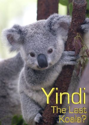 Grainger's World: Yindi: The Last Koala?'s poster