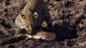 Africa's Fishing Leopards's poster