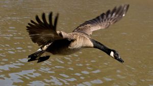 Winged Migration's poster