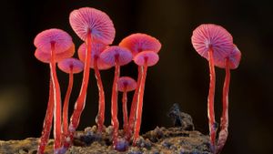 Fungi: The Web of Life's poster
