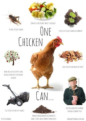 Permaculture Chickens's poster