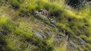 Marche avec les loups's poster