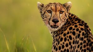 The Way of the Cheetah's poster
