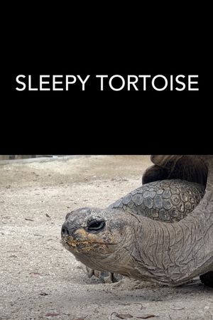 Sleepy Tortoise's poster image