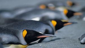 Penguins: The Story of the Bird that wanted to be Fish's poster