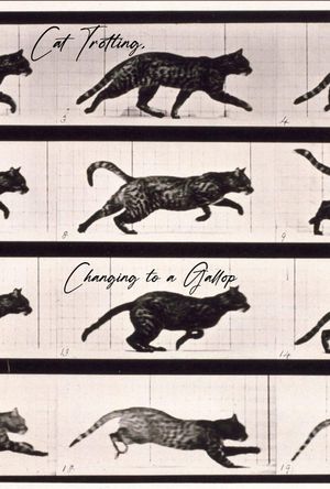 Cat Trotting, Changing to a Gallop's poster