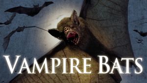Vampire Bats's poster