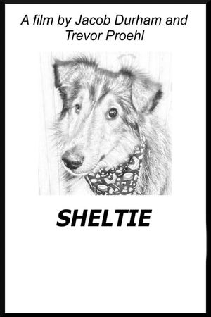 Sheltie's poster