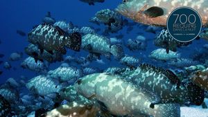 700 Sharks (Gombessa 4, Genesis)'s poster
