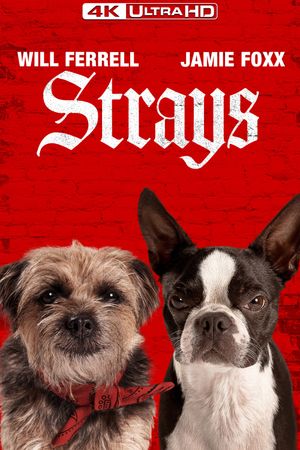 Strays's poster