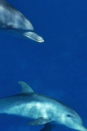 Meditate like a Dolphin's poster