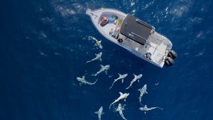 Need A Bigger Boat's poster