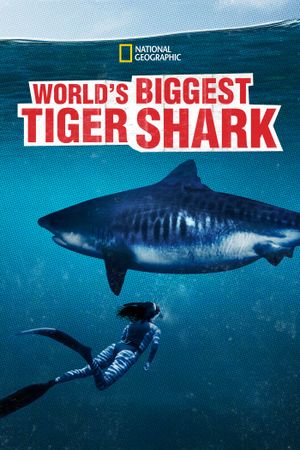 World's Biggest Tiger Shark's poster