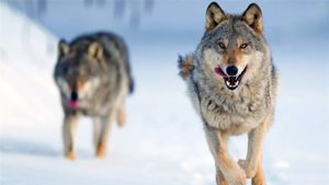 Wolf's poster