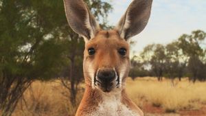 Kangaroo's poster