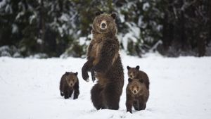 Yellowstone's poster