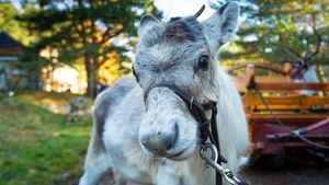 A Baby Reindeer's First Christmas's poster