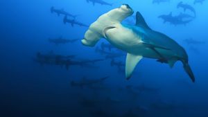 Sharkcano: Hawaii's poster