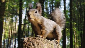 Going Nuts: Tales from the Squirrel World's poster