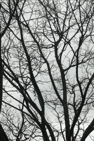 Tree Limbs's poster