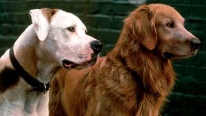 Homeward Bound: The Incredible Journey's poster
