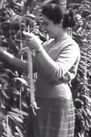 The Swiss Spaghetti Harvest's poster