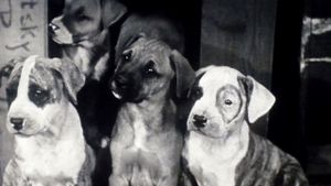 Pups Is Pups's poster